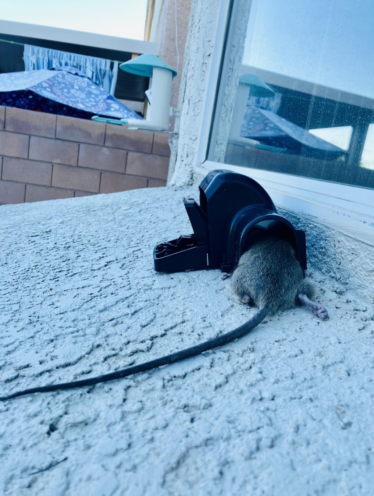 Rat Traps Indoor and Outdoor - Dual-Entry Large Rat Trap Outdoor and Indoor for Home, Garden and Restaurant with 99.9% Trap Rate | Easy to Use Rodent Traps with Safe Hands Free Design - UCatch customer photo 1
