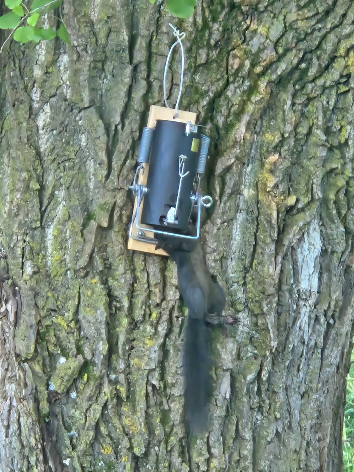 Pest Control Trap for Squirrel and Small Animal – Indoor Outdoor Heavy Duty customer photo 1