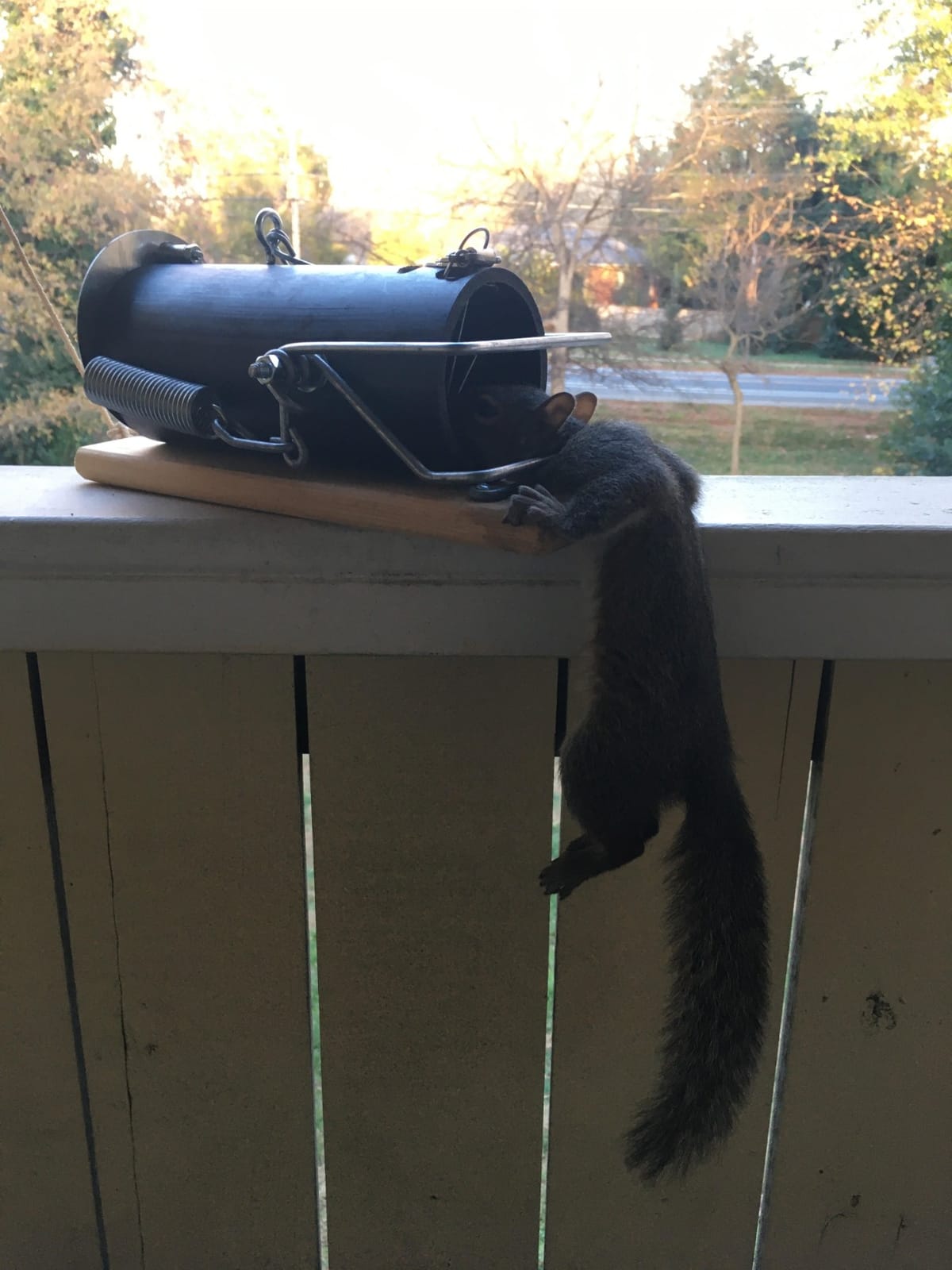 Pest Control Trap for Squirrel and Small Animal – Indoor Outdoor Heavy Duty customer photo 2