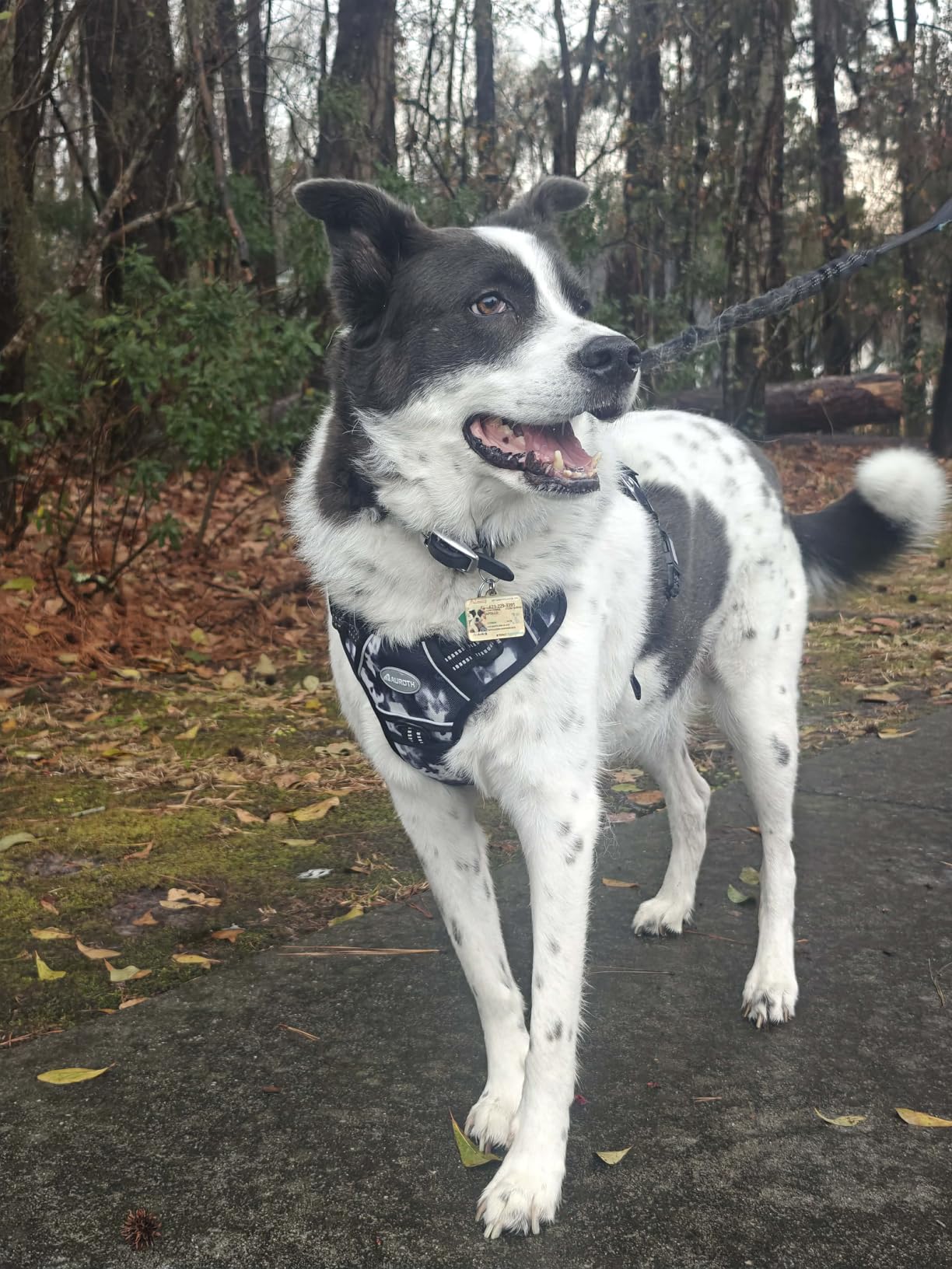 AUROTH Dog Harness for Large Dogs, No Pull Tactical Dog Vest Heavy Duty customer photo 2
