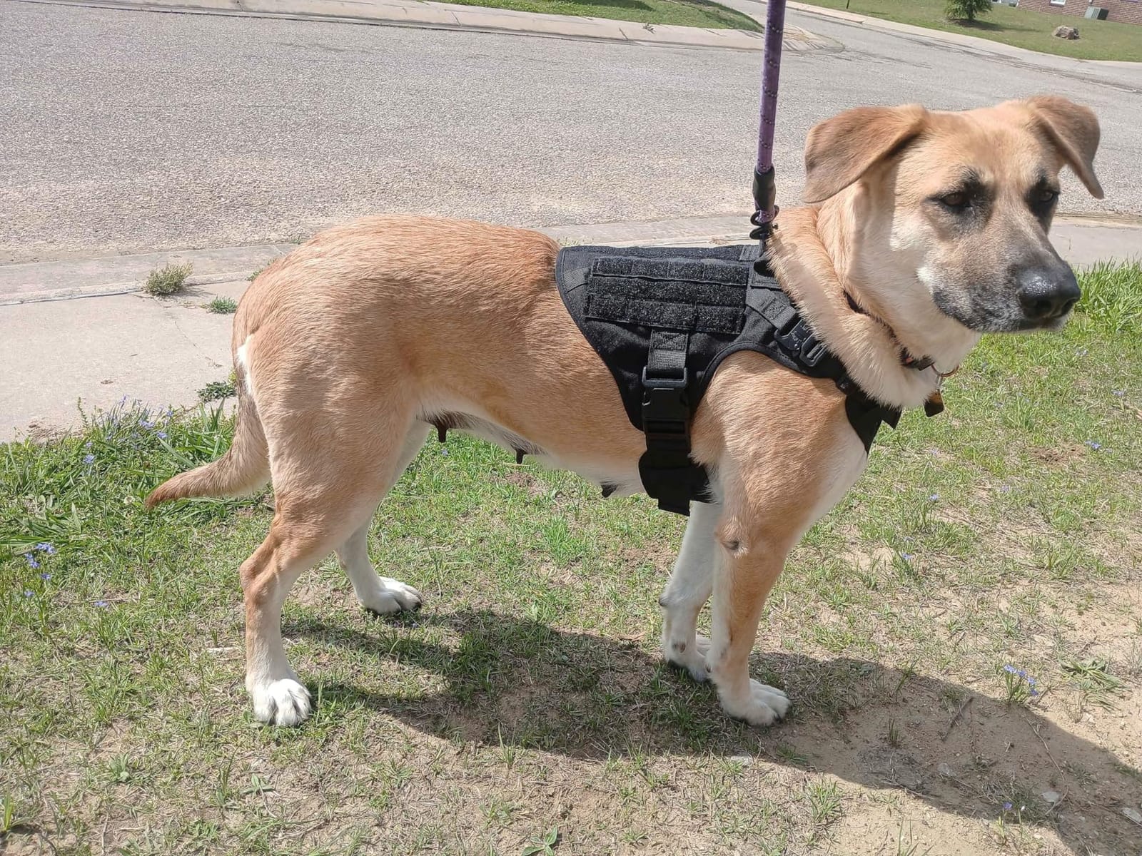 rabbitgoo Tactical Dog Harness for Large, Heavy Duty Military No Pull Vest customer photo 1