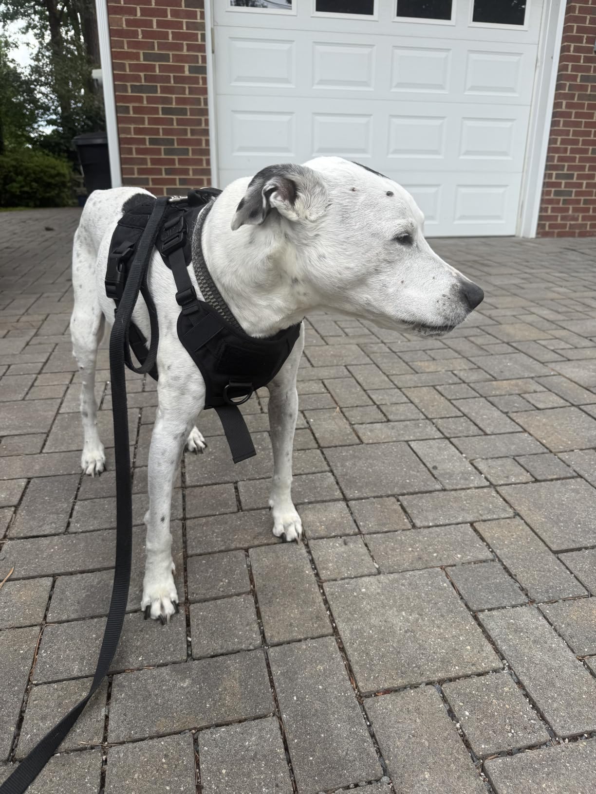 rabbitgoo Tactical Dog Harness for Large, Heavy Duty Military No Pull Vest customer photo 2