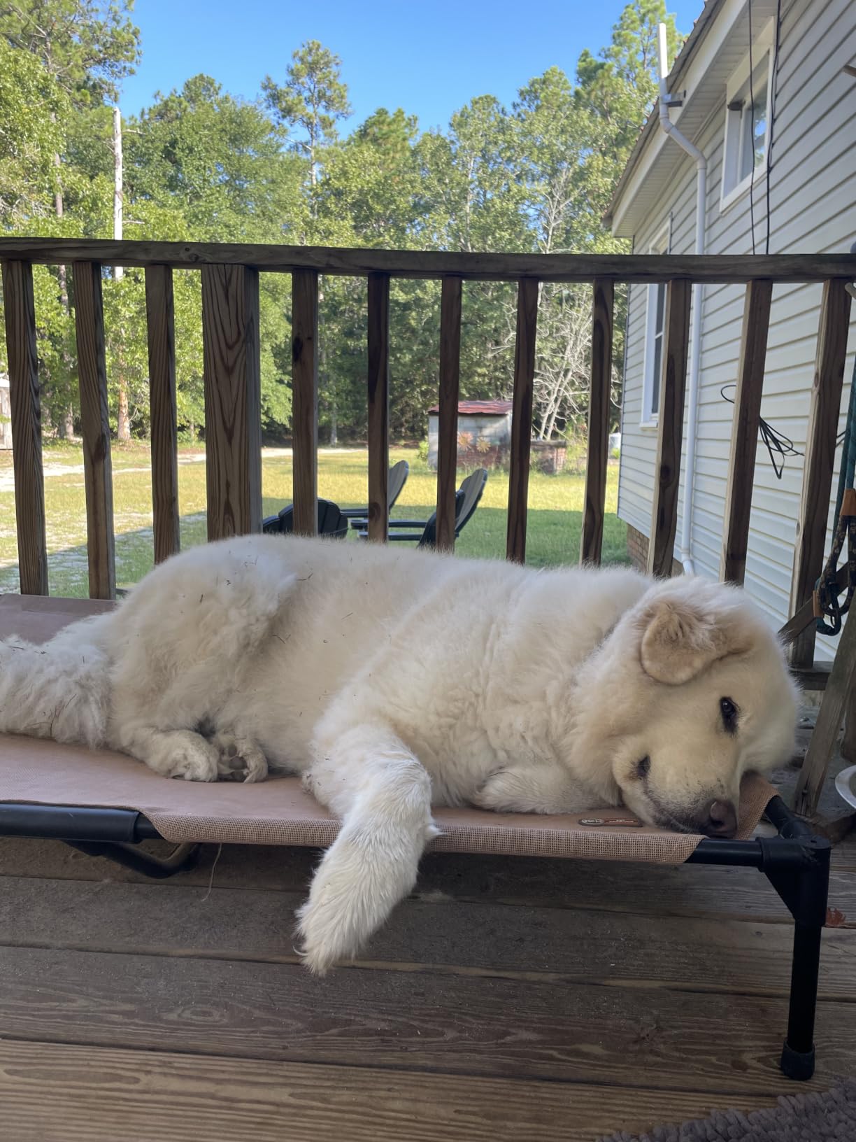 K&H Outdoor Elevated Dog Bed for Large & Extra-Large Pets, Tan, XL 50x32in customer photo 1