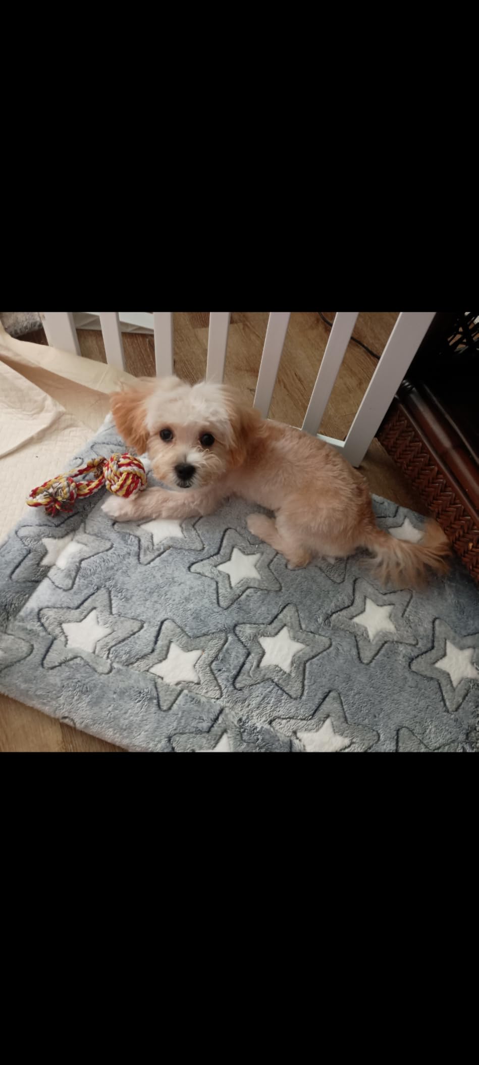 EMPSIGN Dog Crate Pad for 30