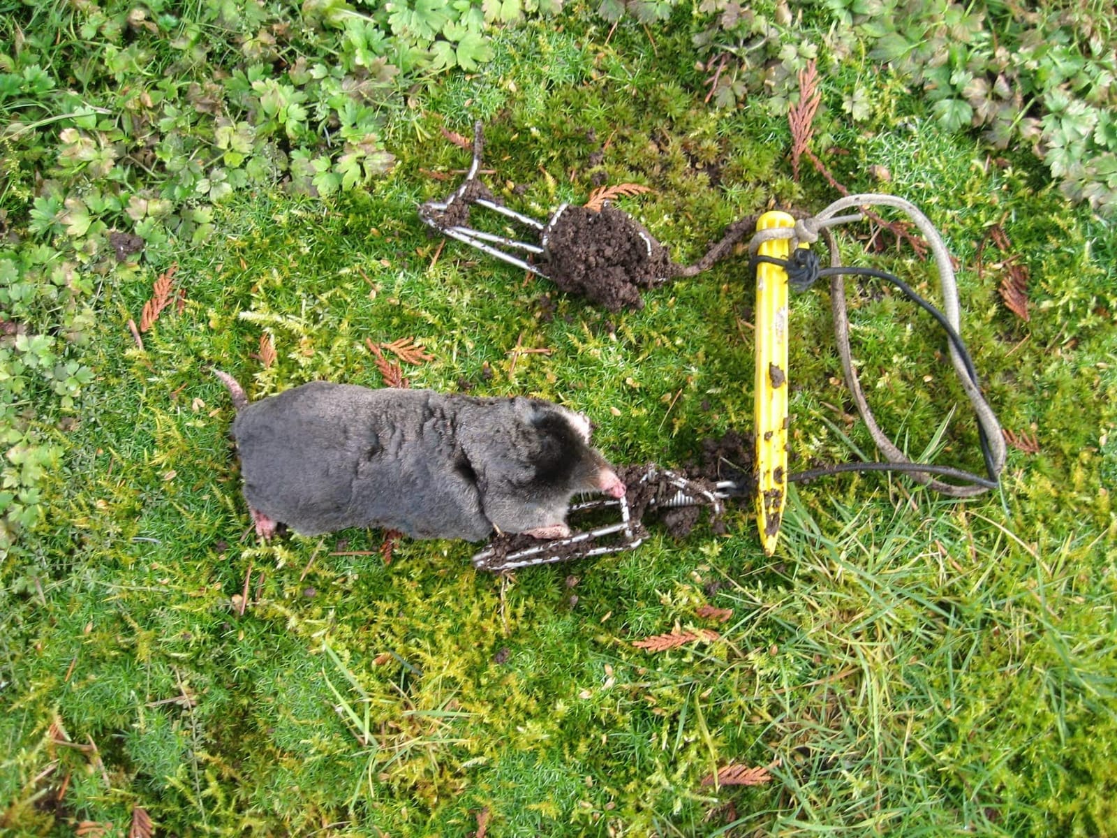 Mole Trap by Trapline Products 4-Pack Premium Quality Stainless Steel. Made in USA customer photo 1