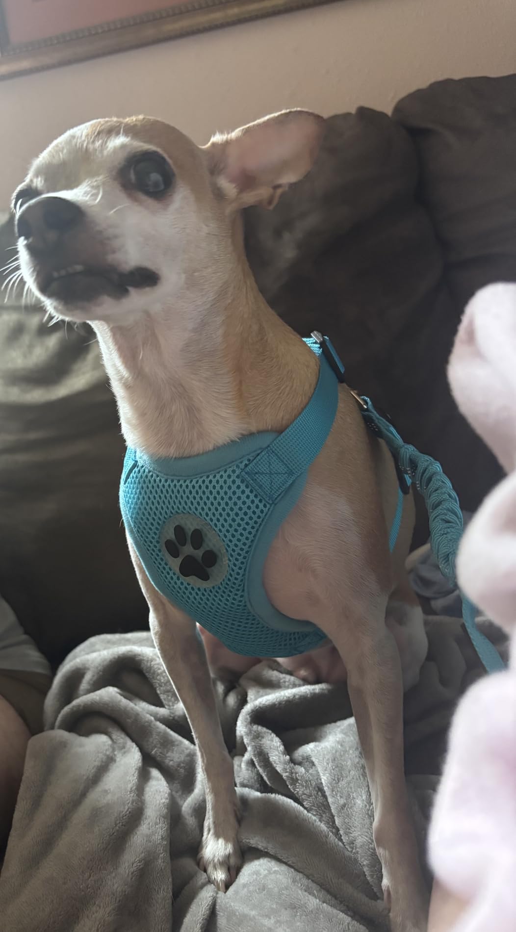 Lukovee Dog Car Harness Seat Belt, Harness & Seatbelt with 2 in 1 Buckle customer photo 1