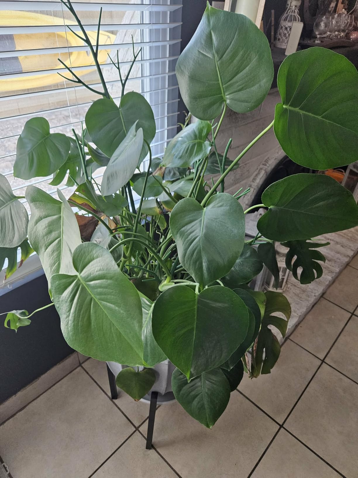 Heavy Plant Stand for 10