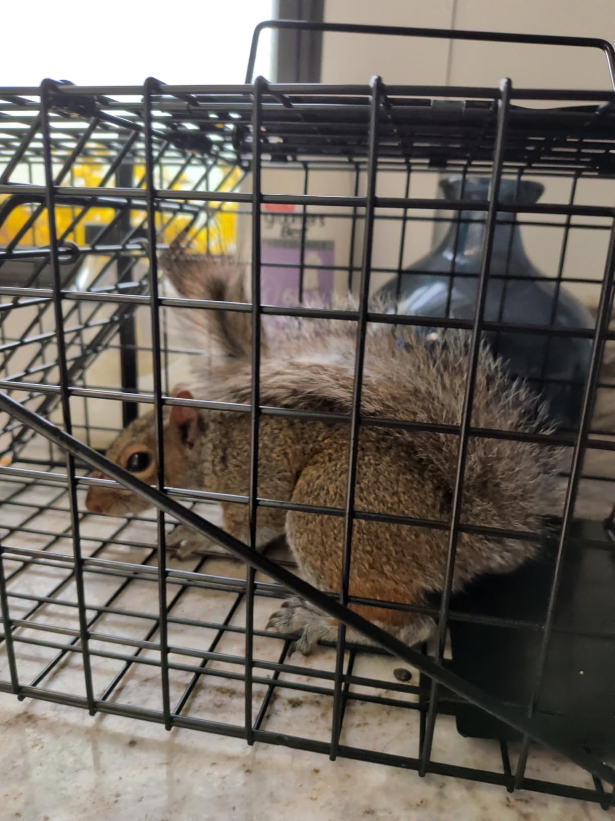 Humane Live Squirrel Cage Trap customer photo 1