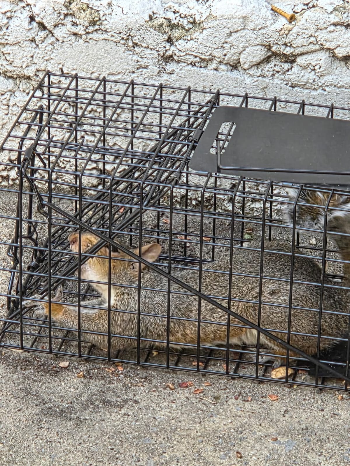 Humane Live Squirrel Cage Trap customer photo 2