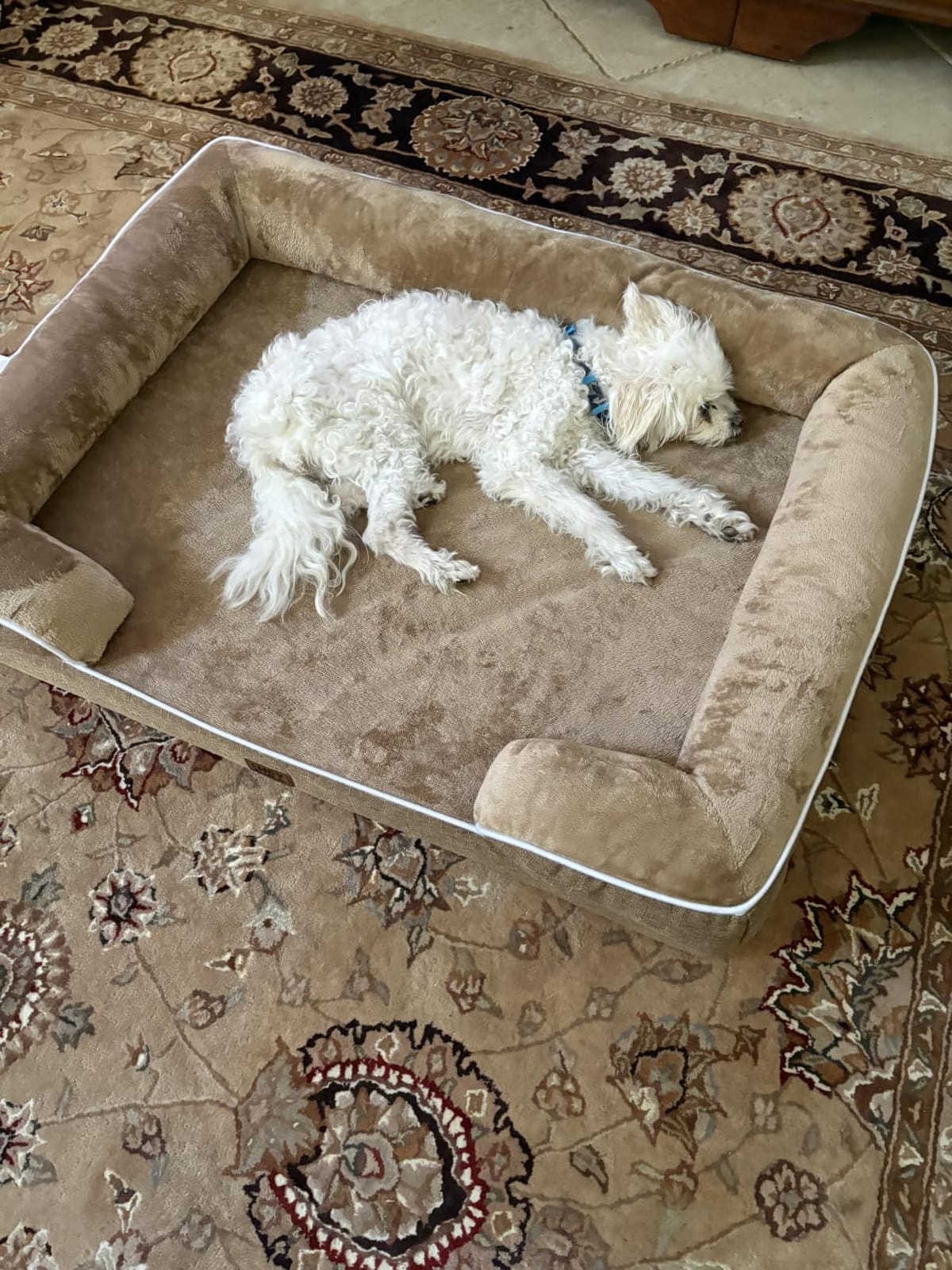 EHEYCIGA Orthopedic Dog Beds for Extra Large Dogs, Waterproof Memory Foam XL Dog Bed with Sides, Non-Slip Bottom and Egg-Crate Foam Big Pet Couch Bed with Washable Removable Cover, Camel customer photo 1