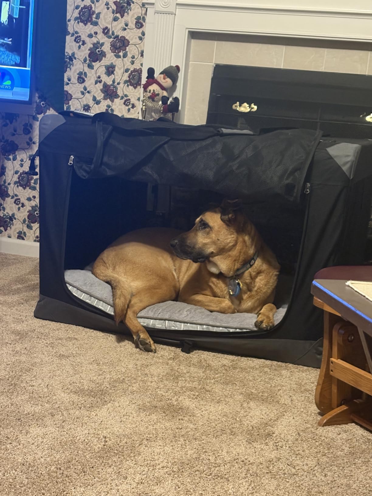 Feandrea Collapsible Soft Dog Crate, Portable Travel Carrier, 28 Inches customer photo 1