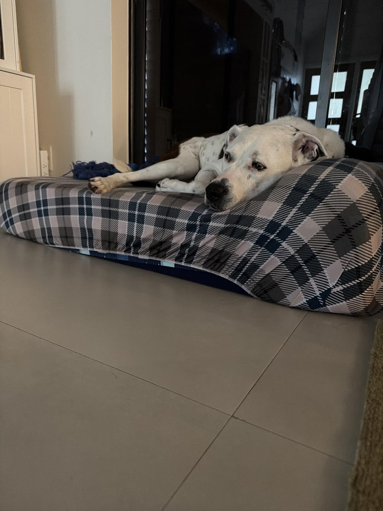 Rainmr Orthopedic Dog Beds for Large Dogs, 7