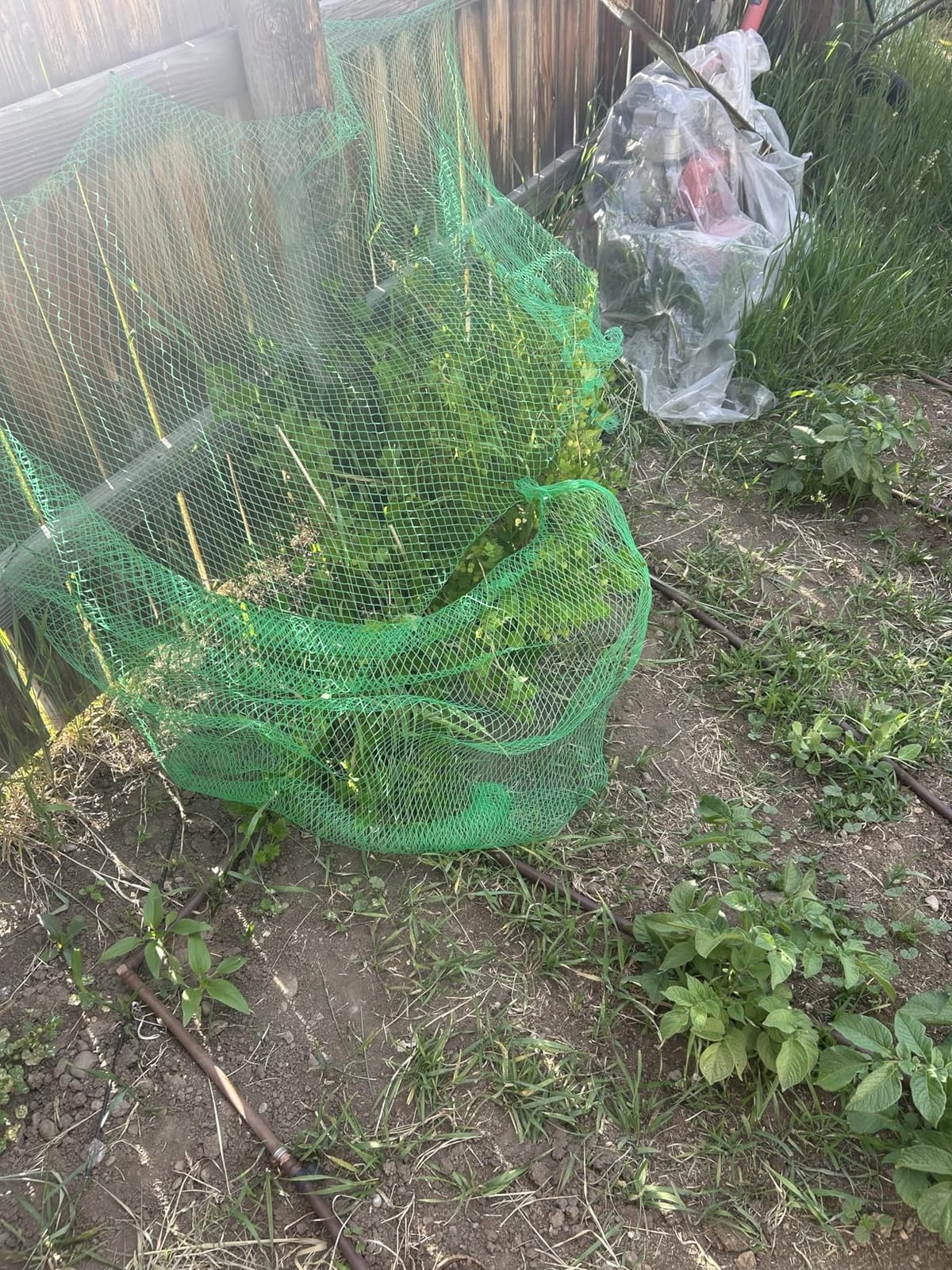 AlpineReach Garden Netting 7.5 x 100 ft, Black Heavy Duty Bird Net customer photo 2