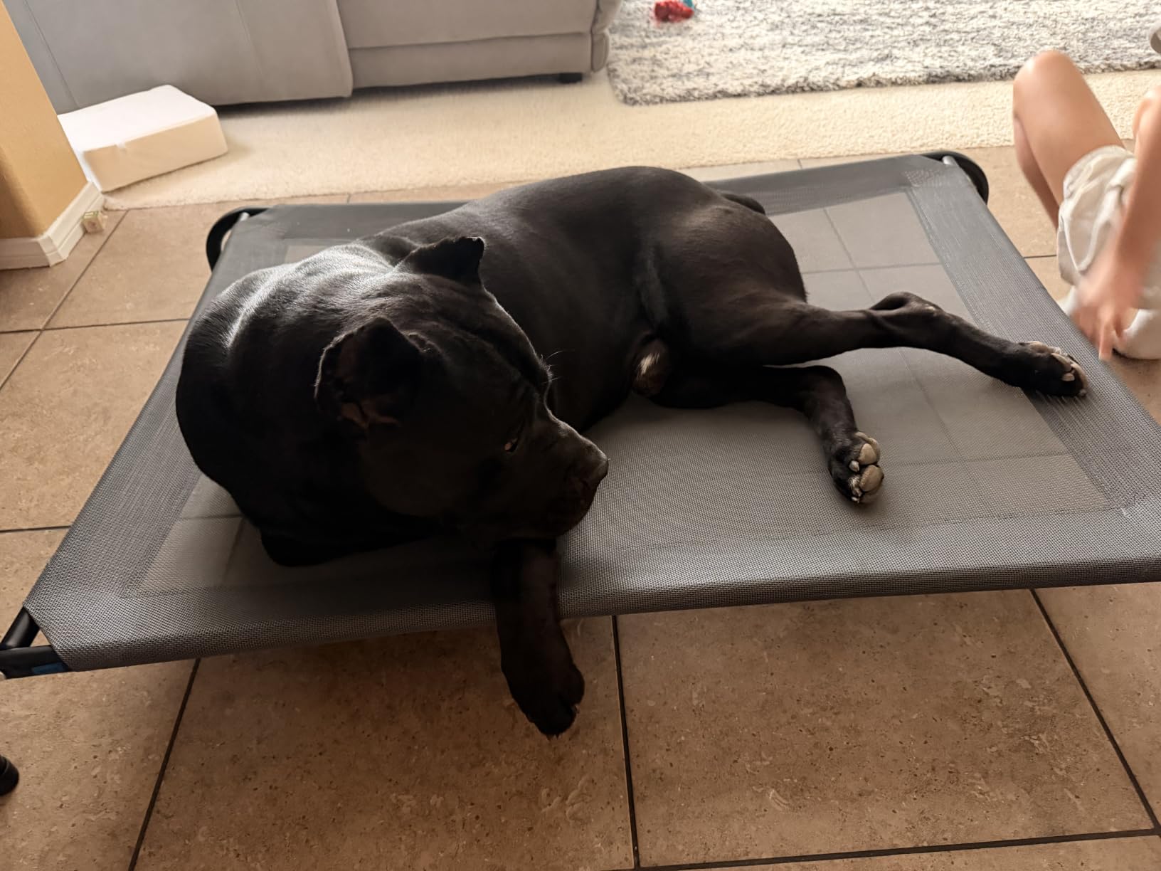 Cooling Elevated Dog Bed for Extra Large Dogs with Non-Slip Floor Protectors & Breathable Mesh, XL Raised Indoor & Outdoor Dog Cot Hammock, 54