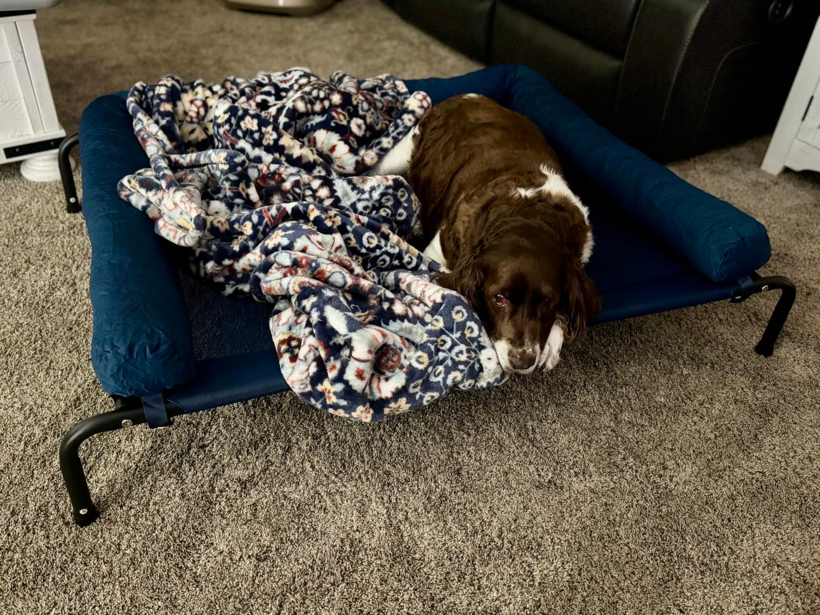 WESTERN HOME Cooling Elevated Dog Bed for Large Dogs,Outdoor Raised Dog Bed customer photo 1