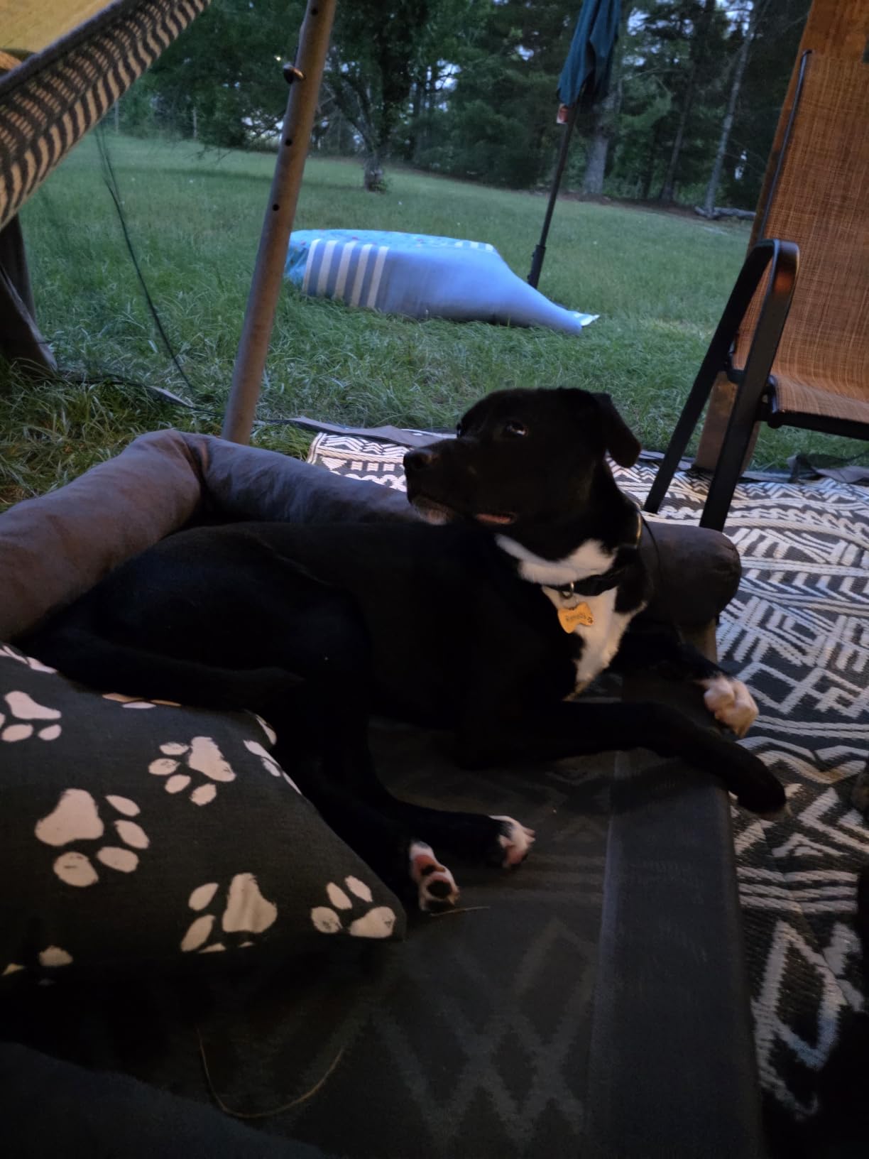 WESTERN HOME Cooling Elevated Dog Bed for Large Dogs,Outdoor Raised Dog Bed customer photo 2