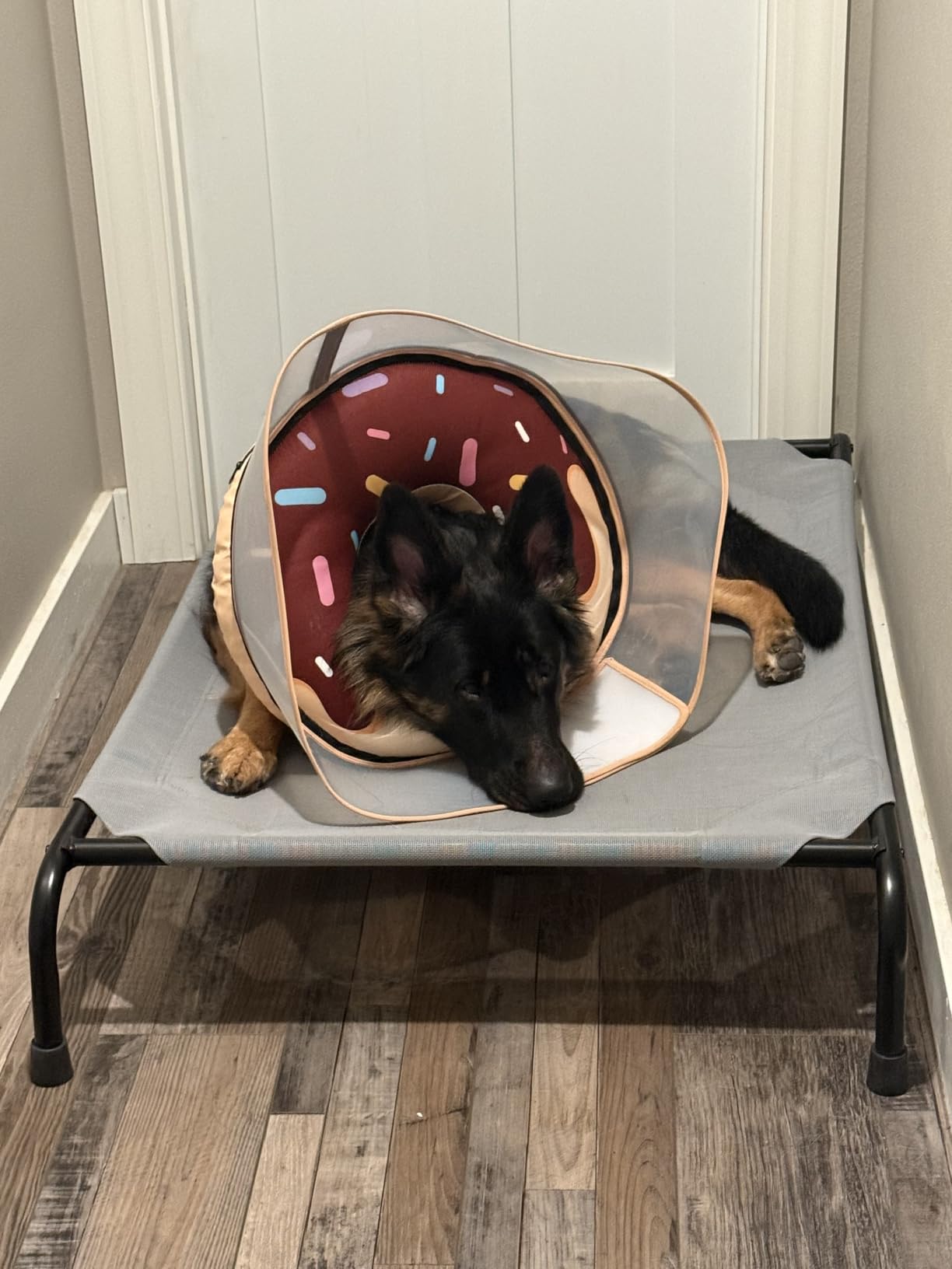 Simple Trending Raised Dog Bed for Large Dogs, Waterproof XL Dog Cot, Grey customer photo 1