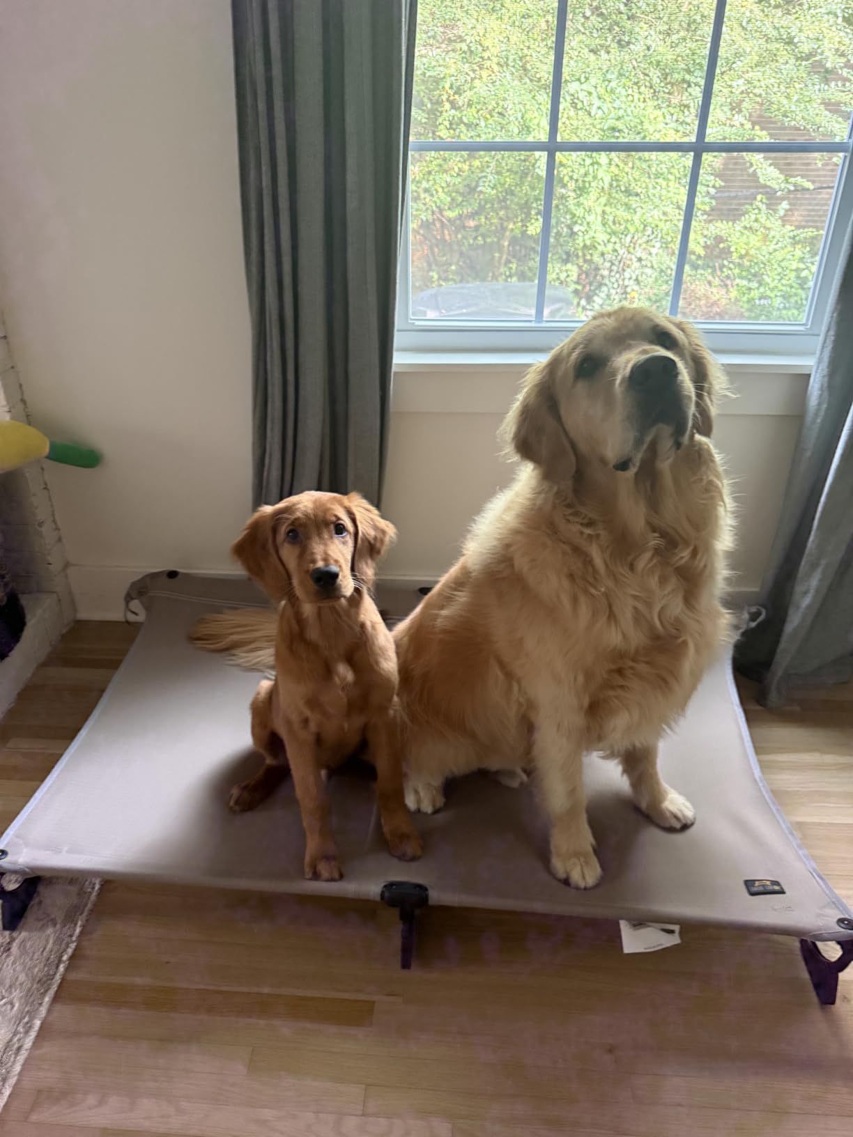 CANINE CANYON Upgraded Non-Slip Daisy Cot, XL Foldable Elevated Dog Bed, Portable Raised Outdoor Folding Dog Cot for Camping/Home, Chew Proof Waterproof Heavy Duty Up to 160 Lbs, Brown, 49