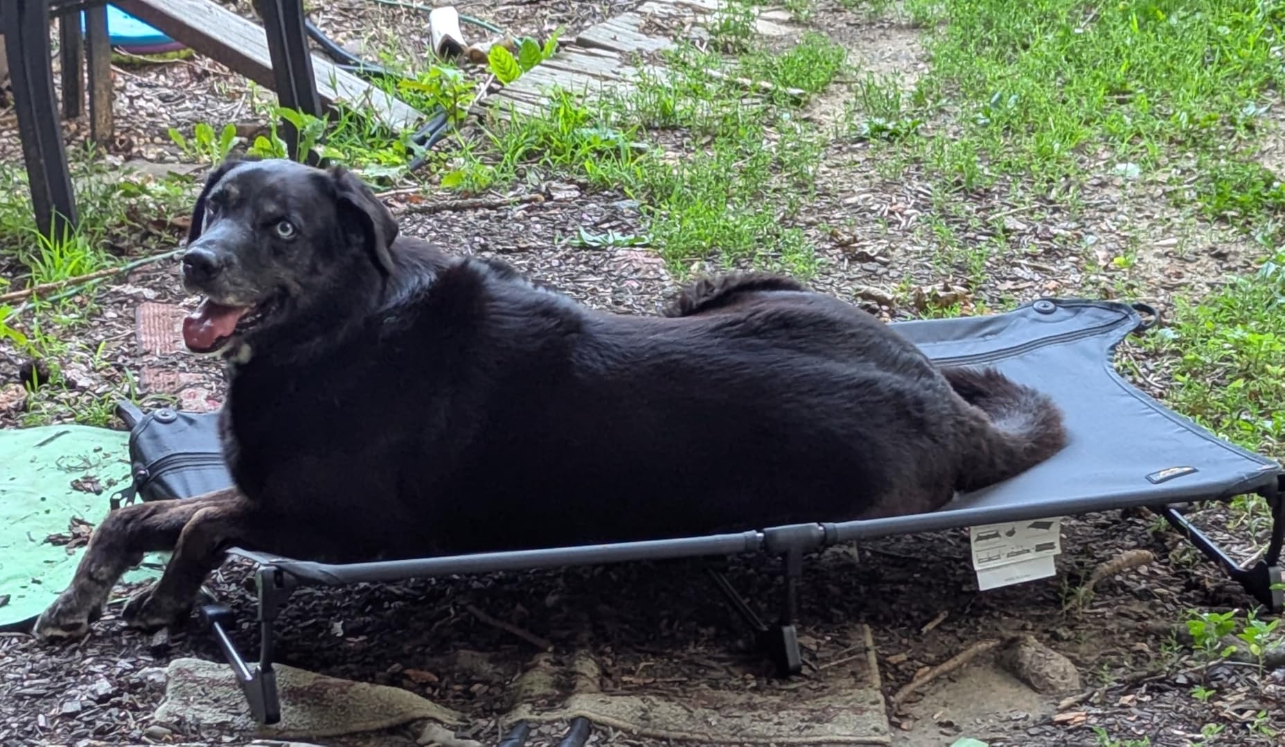 CANINE CANYON Upgraded Non-Slip Daisy Cot, XL Foldable Elevated Dog Bed, Portable Raised Outdoor Folding Dog Cot for Camping/Home, Chew Proof Waterproof Heavy Duty Up to 160 Lbs, Brown, 49