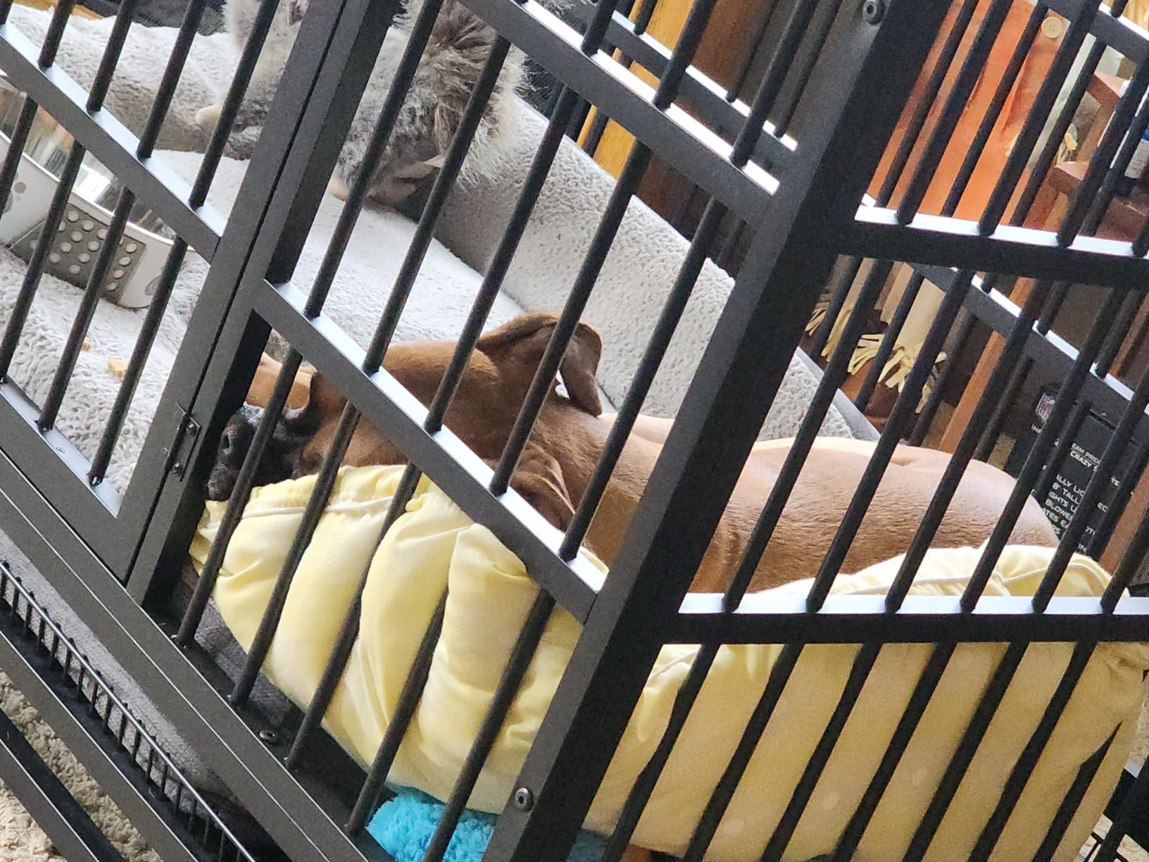 JY QAQA Heavy Duty Dog Crate, 38 Inch Indestructible Metal Kennel with Double Doors, Escape Proof Cage for Large Dogs with Removable Tray & Lockable Wheels customer photo 2