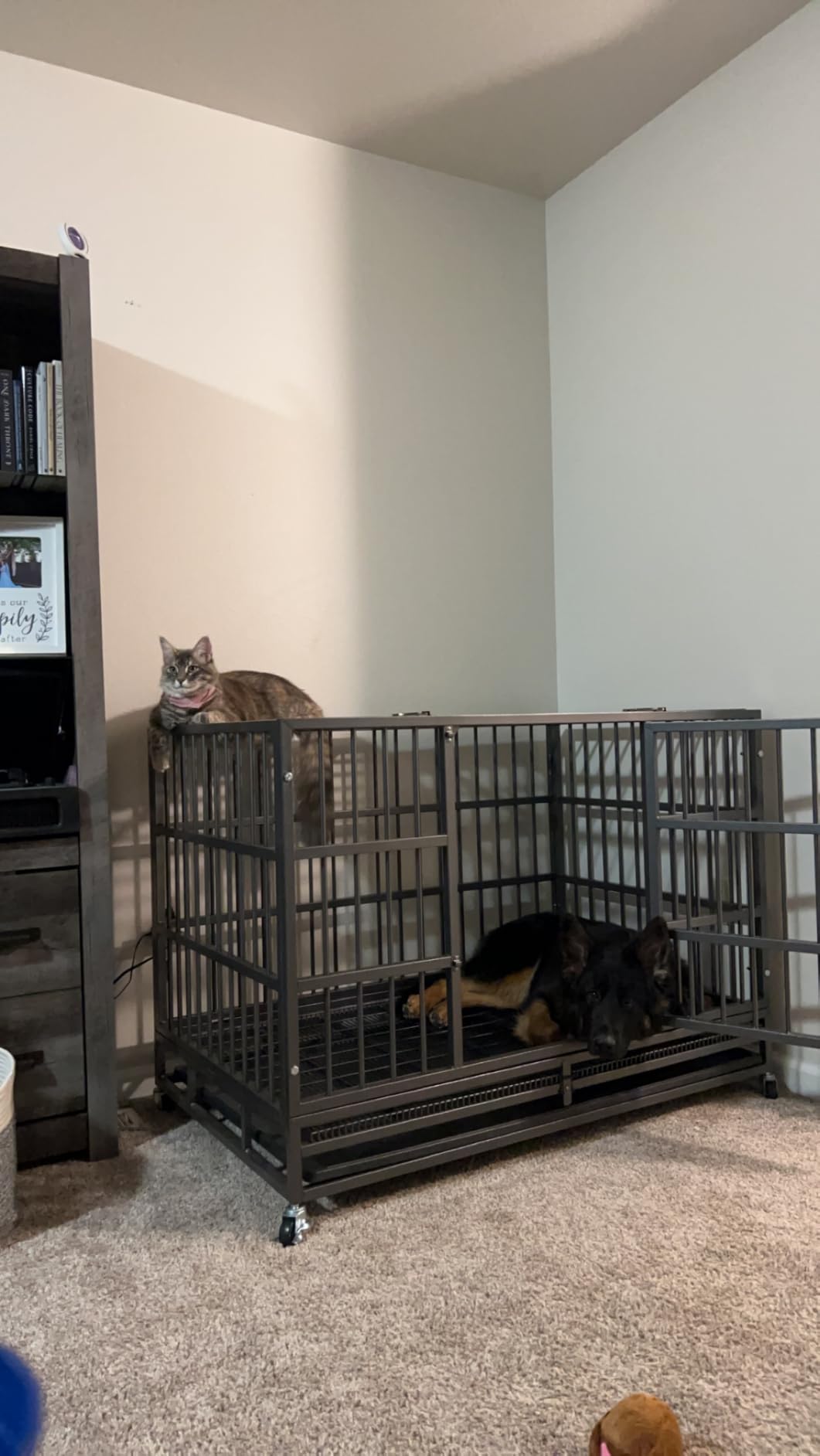 LEMBERI 48 inch Heavy Duty Indestructible Dog Crate, High Anxiety Extra Large Dog Cage for Large Dogs, XL Steel Escape Proof Dog Kennel with Wheels and Removable Tray (Black, 47.2 * 30.7 * 34.6 inch) customer photo 1