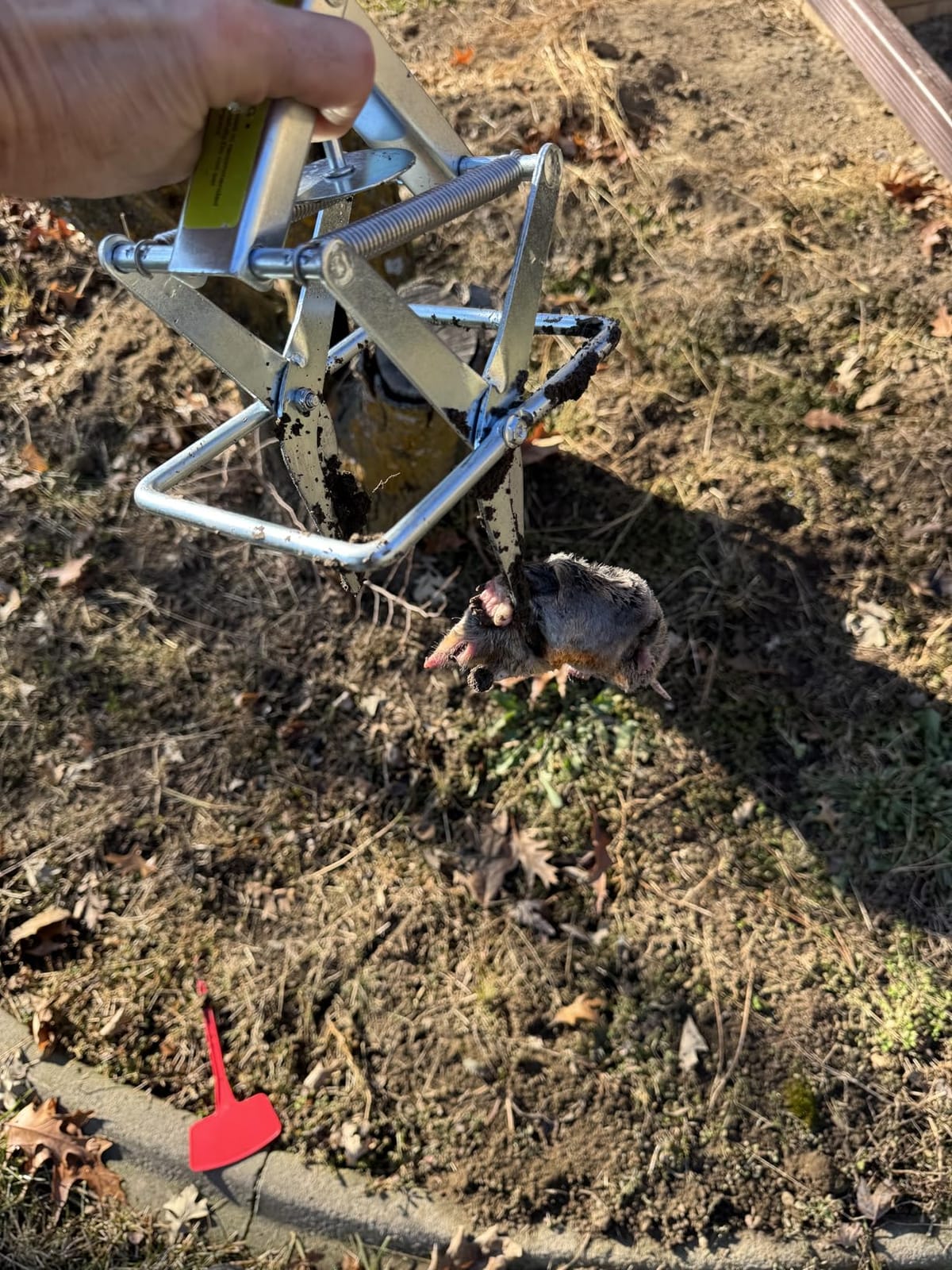 Metal Mole Trap with Spring-Loaded Mechanism, Mole Trap Killer, mole Traps that Kill Best,4-Pack Red Markers customer photo 1