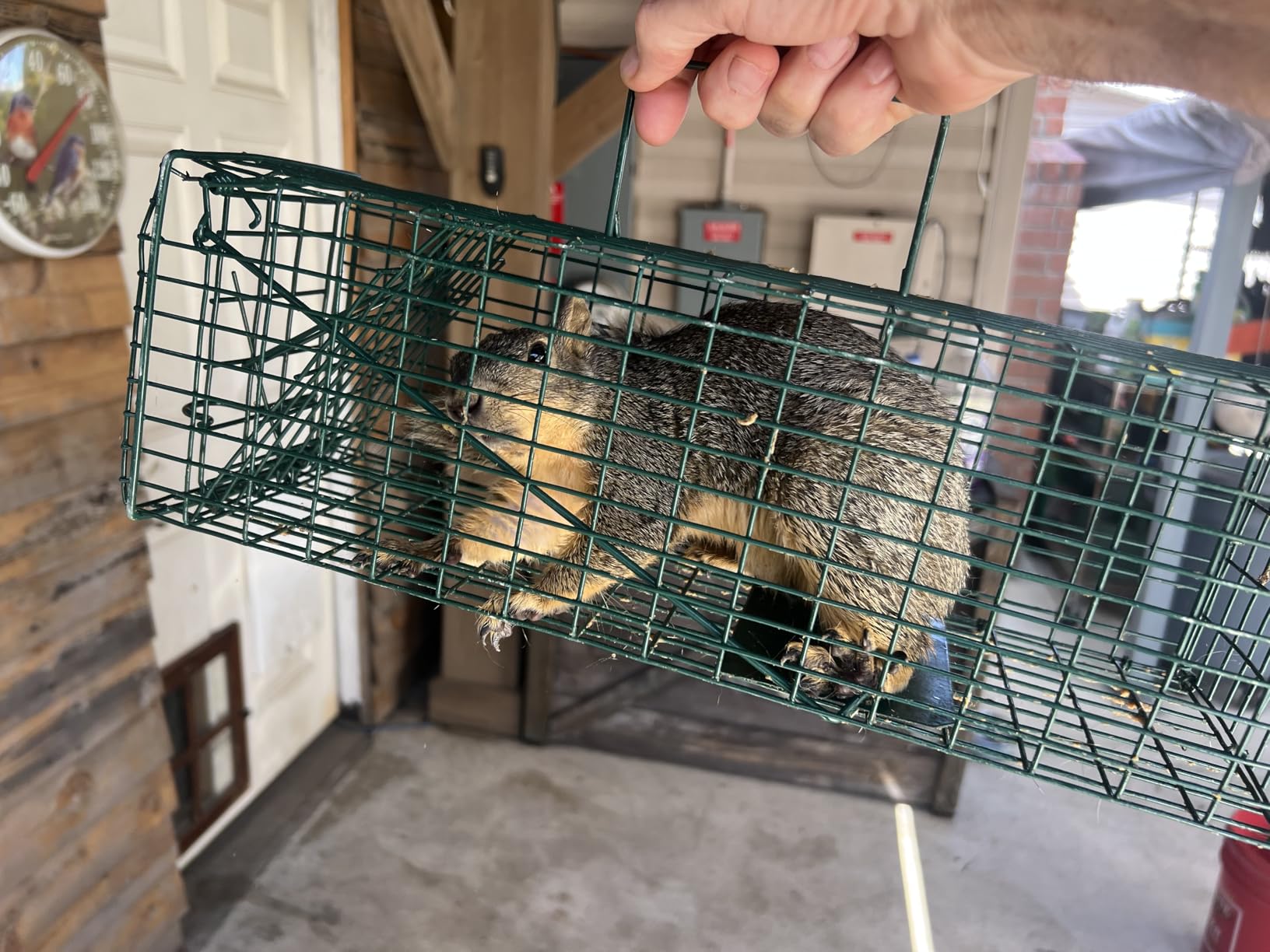 Qualirey 1 Pcs Squirrel Trap Live Animal Cage Humane Catch Release,Black customer photo 1