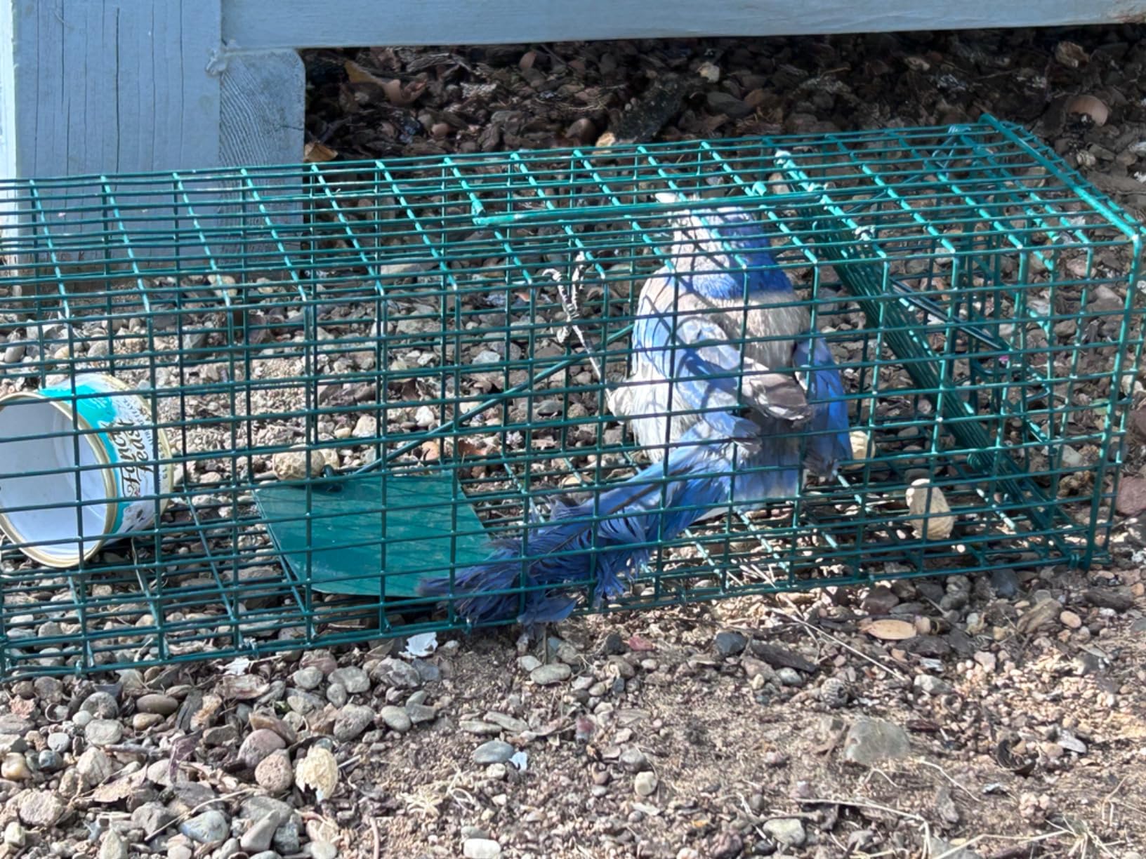 Qualirey 1 Pcs Squirrel Trap Live Animal Cage Humane Catch Release,Black customer photo 2