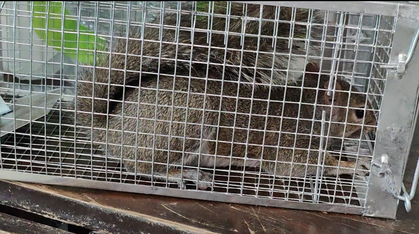 Live Squirrel Trap, Foldable Heavy Duty Humane Animal Cage Trap, Large Rat Trap Cage Catch and Release, Rodent Rabbit Trap for Indoor and Outdoor - 17” L x 7.9” W x 7.5” H customer photo 2