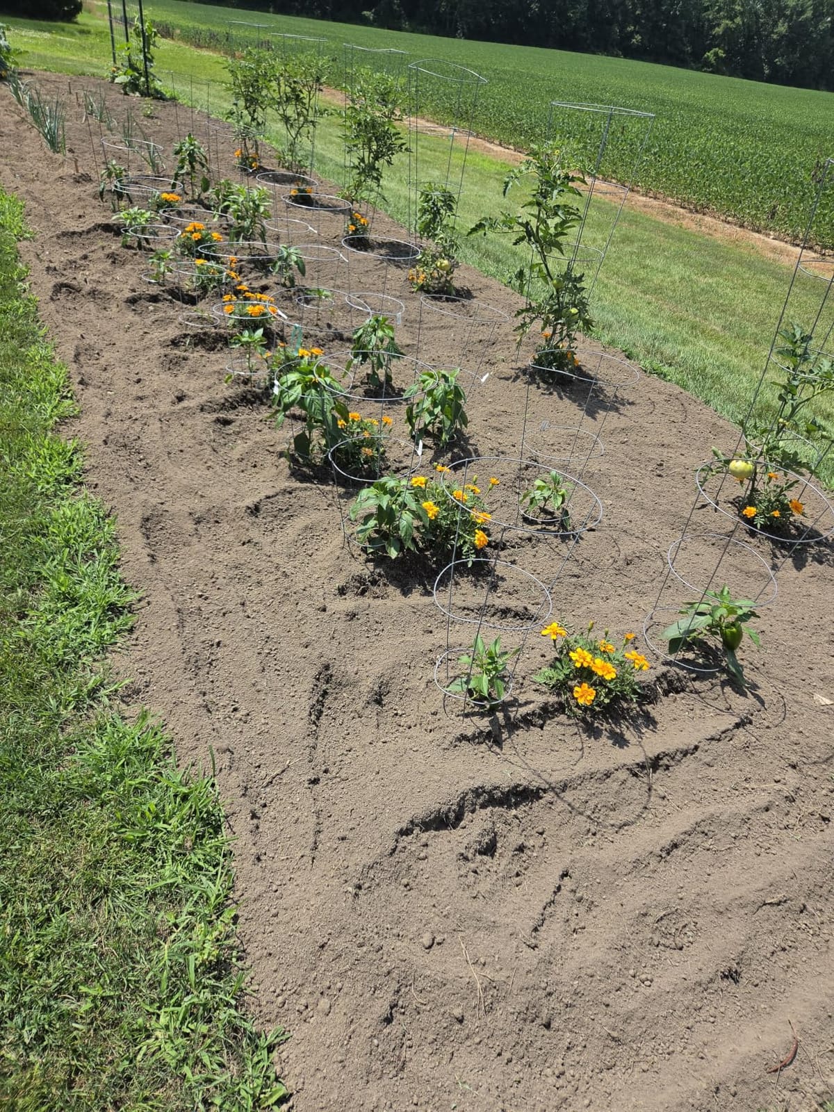 Cordless Garden 9