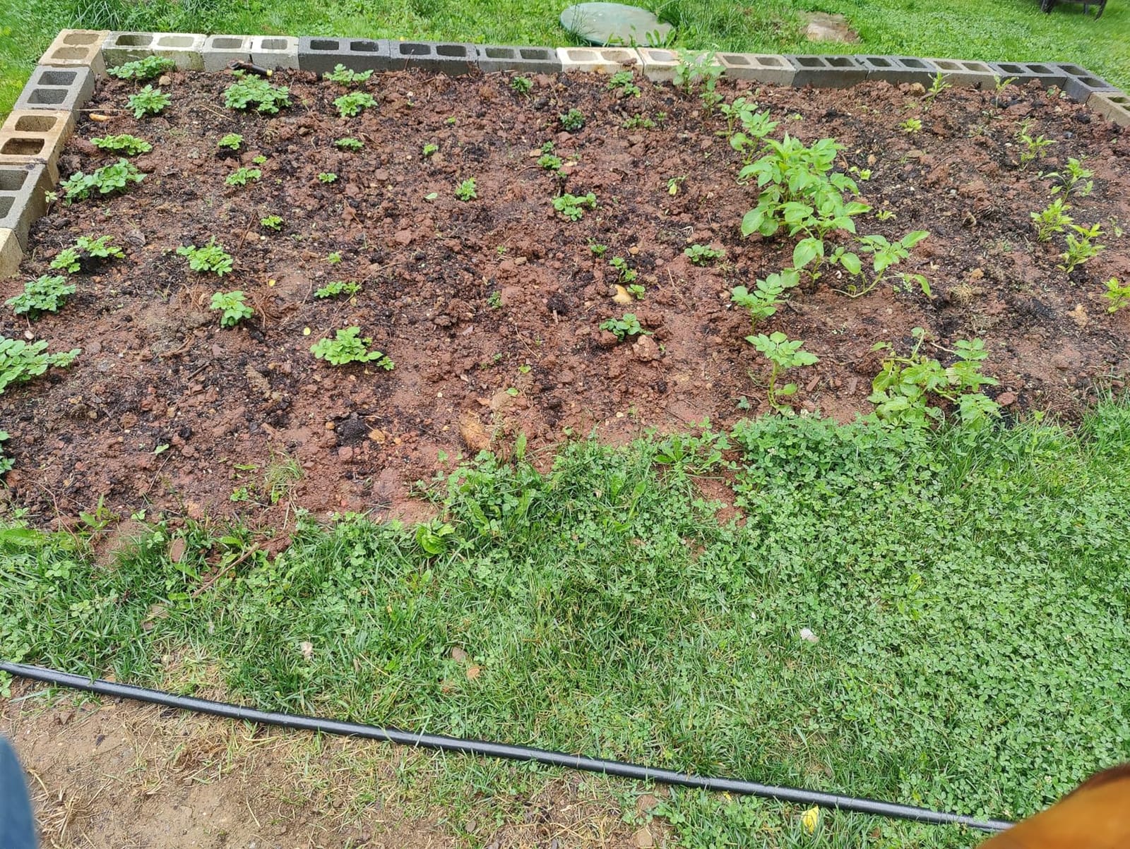 Cordless Tiller Cultivator for Gardening, Battery Powered Garden Rototiller customer photo 1
