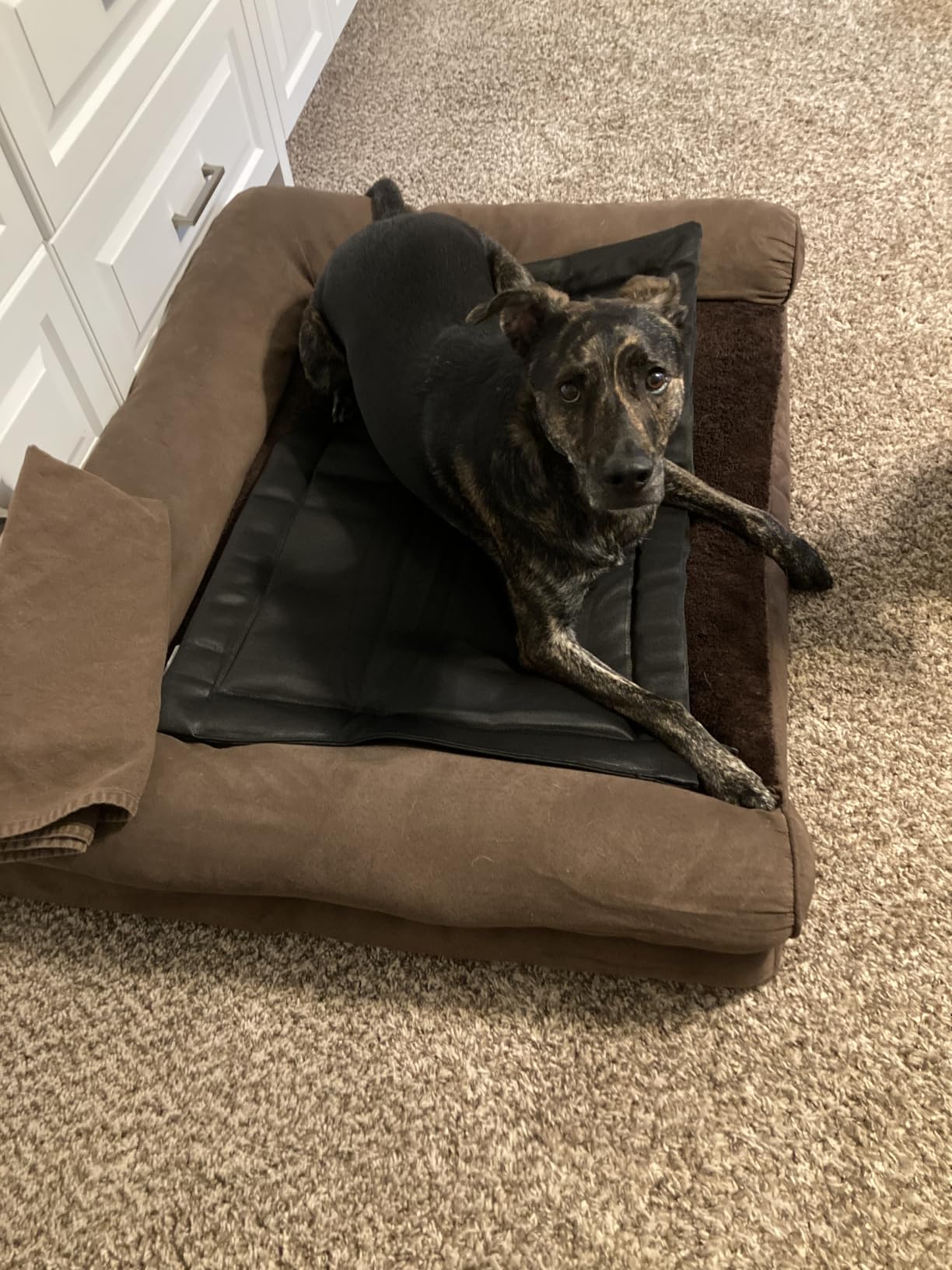 LEXTRO Indestructible Chew Proof Dog Bed for Aggressive Chewers, 35