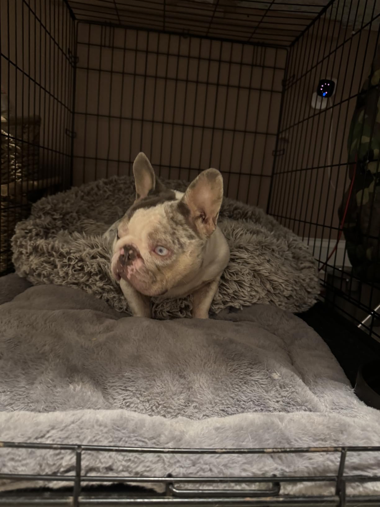 GRENTY Chew Proof Dog Crate Pad for Aggressive Chewer Medium Dogs（35x22 in） customer photo 2